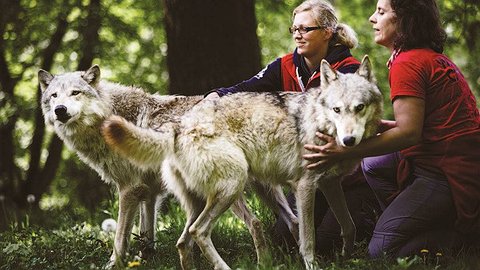 От волка к собаке